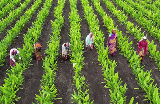 farmers